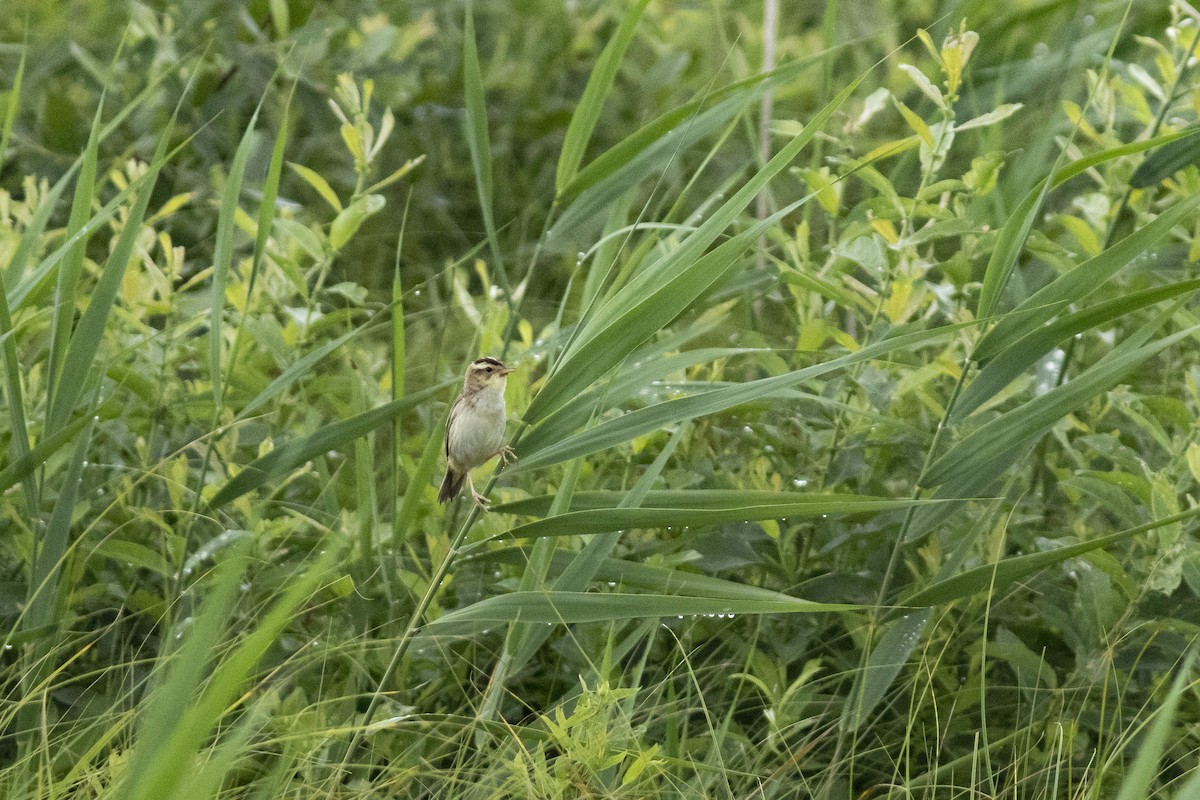 Aquatic Warbler - ML645939894