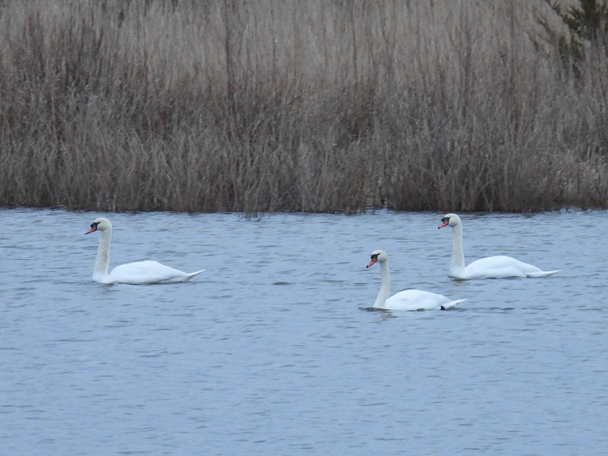 knoppsvane - ML645939895