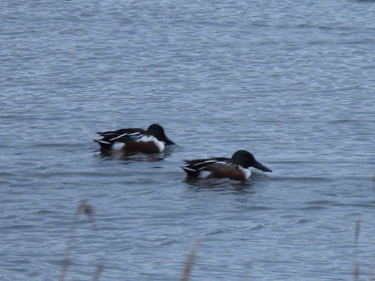 skjeand - ML645939896