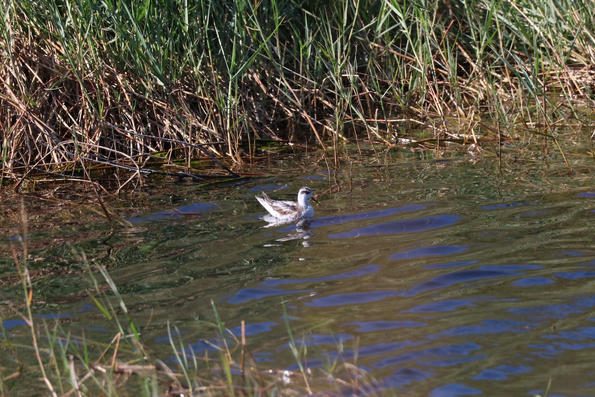 Red-necked Phalarope - ML645939899