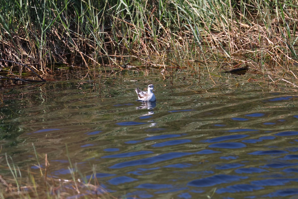 Red-necked Phalarope - ML645939900