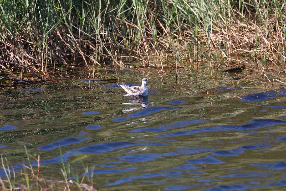 Red-necked Phalarope - ML645939901