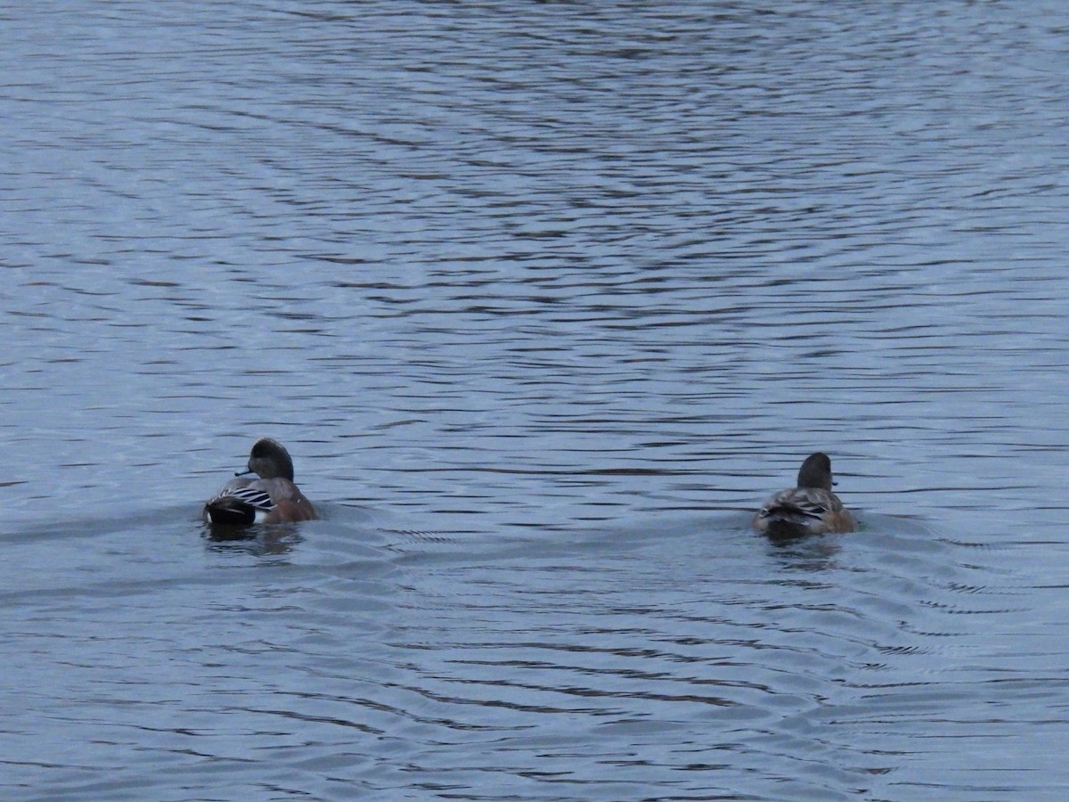 amerikablesand - ML645939904