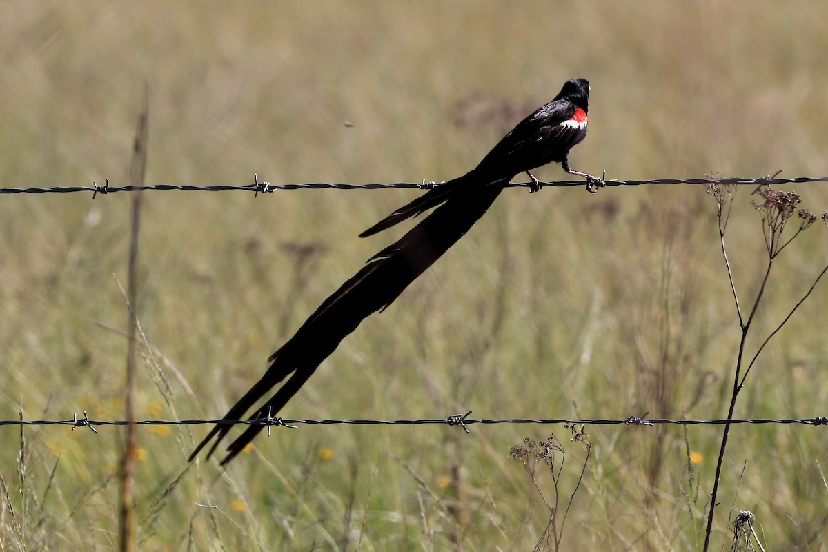 Long-tailed Widowbird - ML645939906