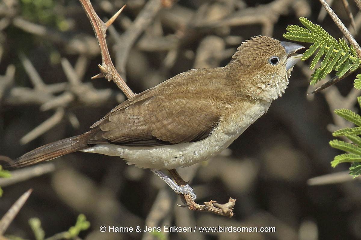 African Silverbill - ML64593991