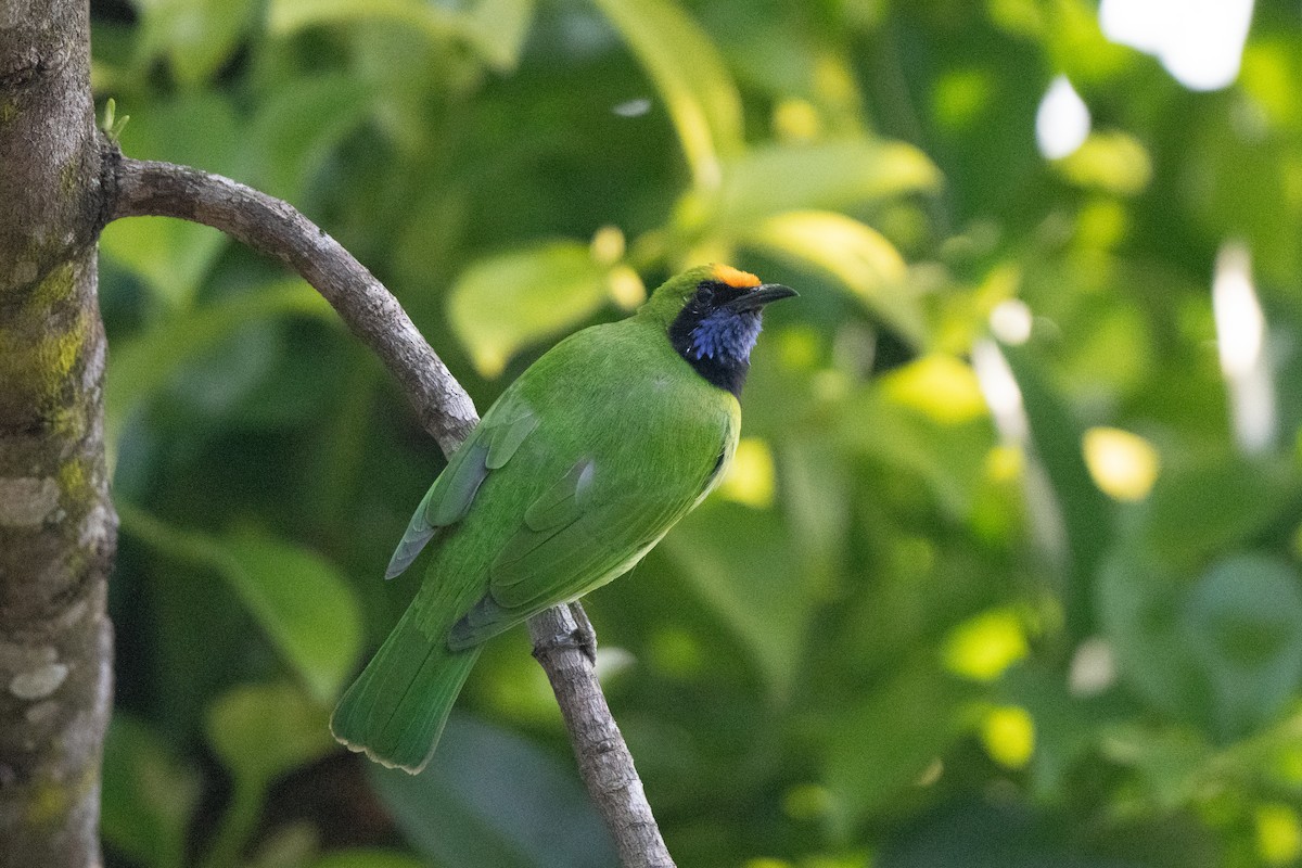 Golden-fronted Leafbird - ML645939917