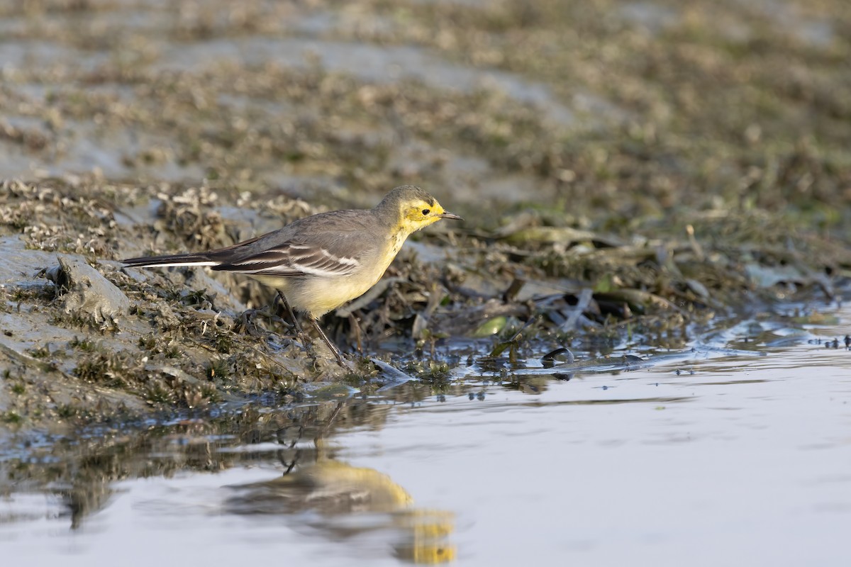 Citrine Wagtail - ML645939919