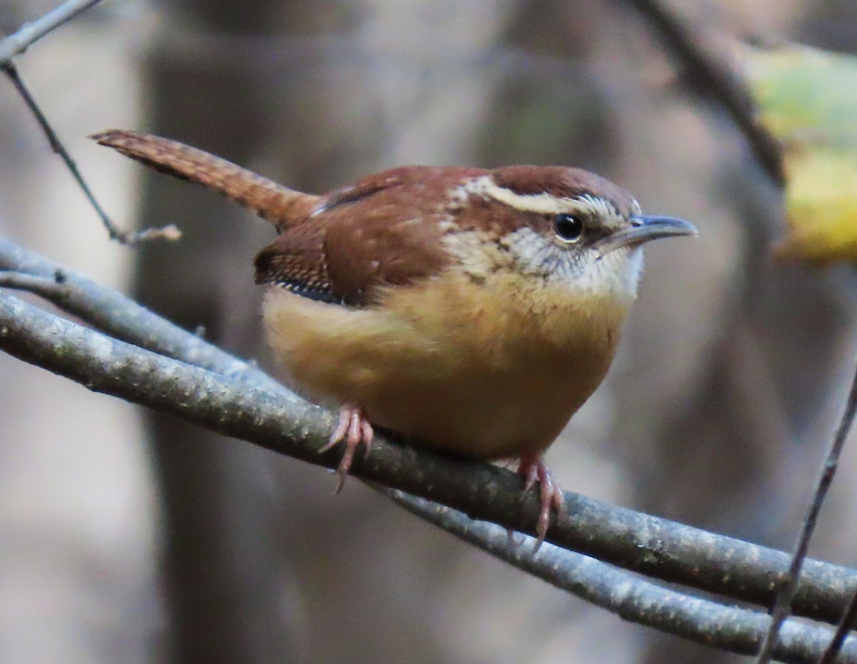 Carolina Wren - ML645939925
