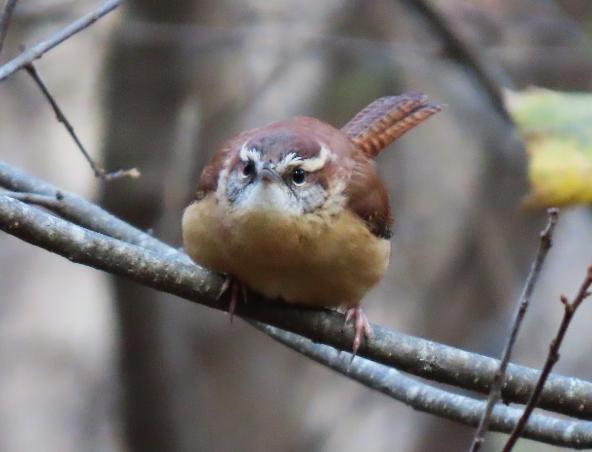 Carolina Wren - ML645939930