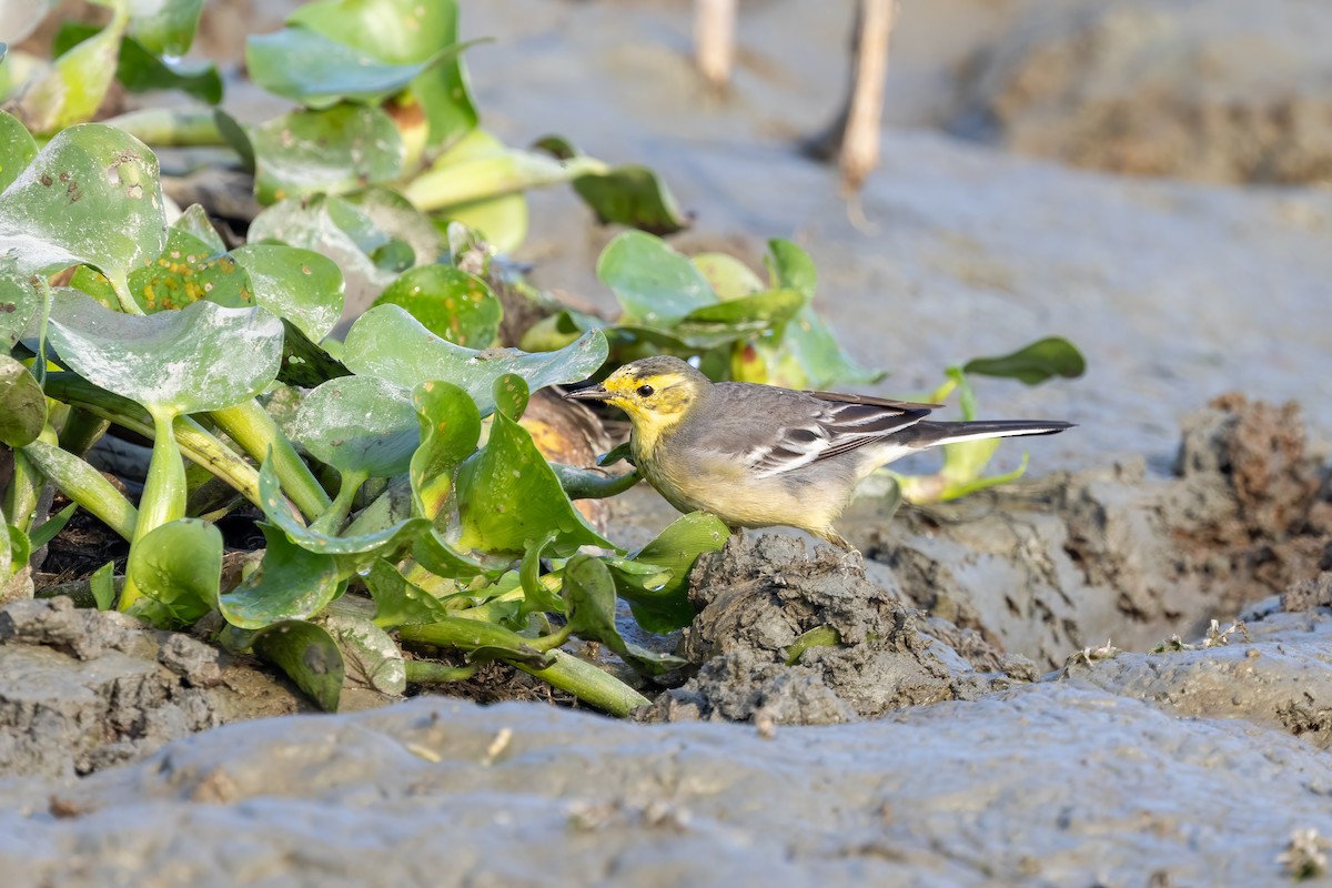 Citrine Wagtail - ML645939933