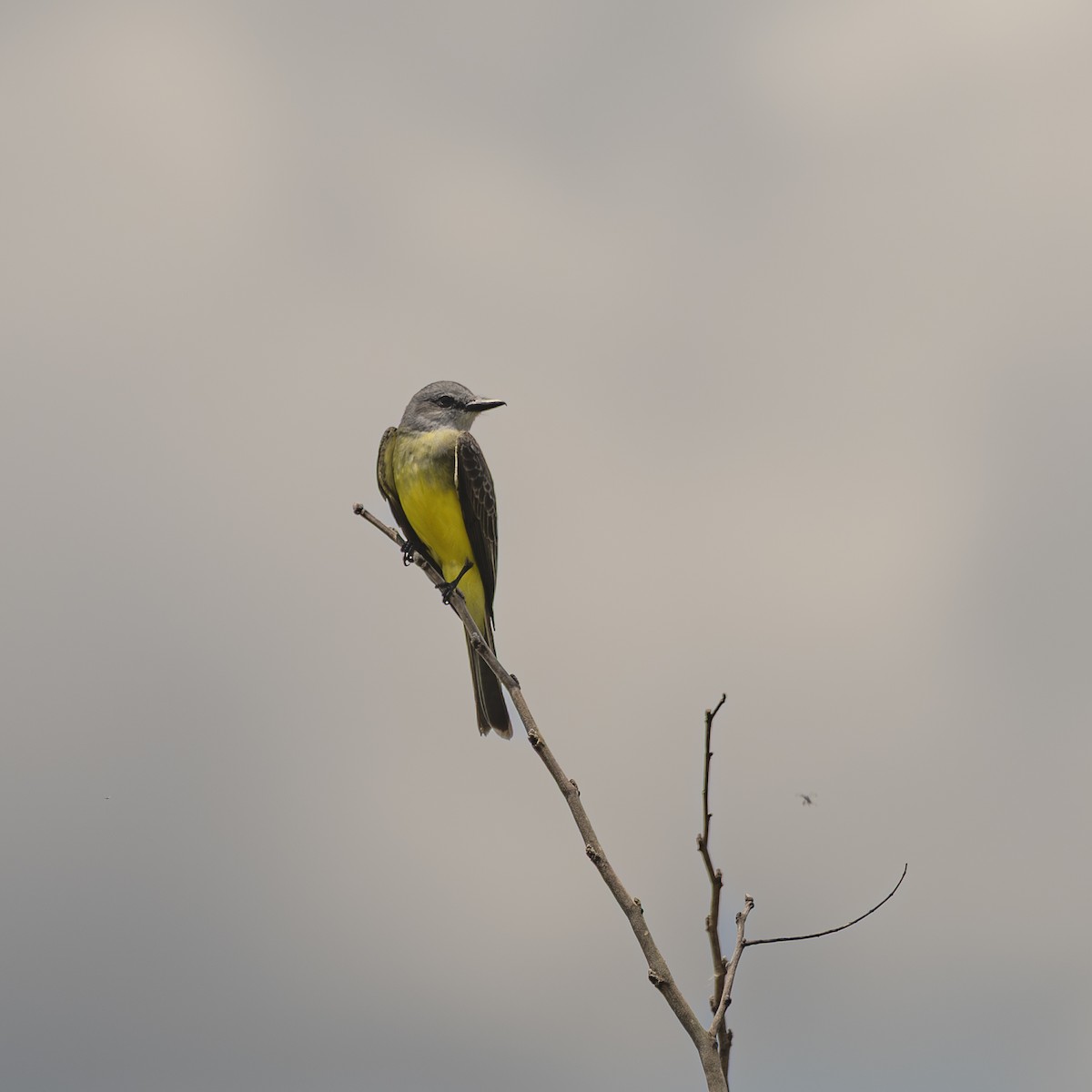 Tropical Kingbird - ML645939937