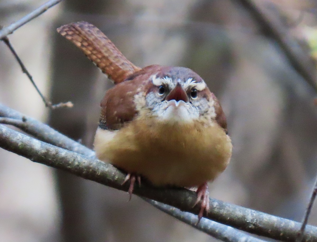 Carolina Wren - ML645939939