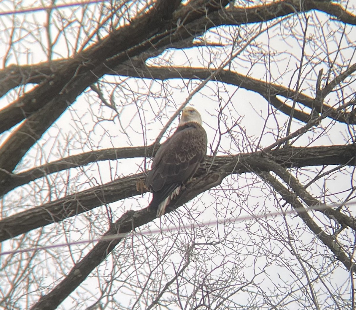 Bald Eagle - ML645939965