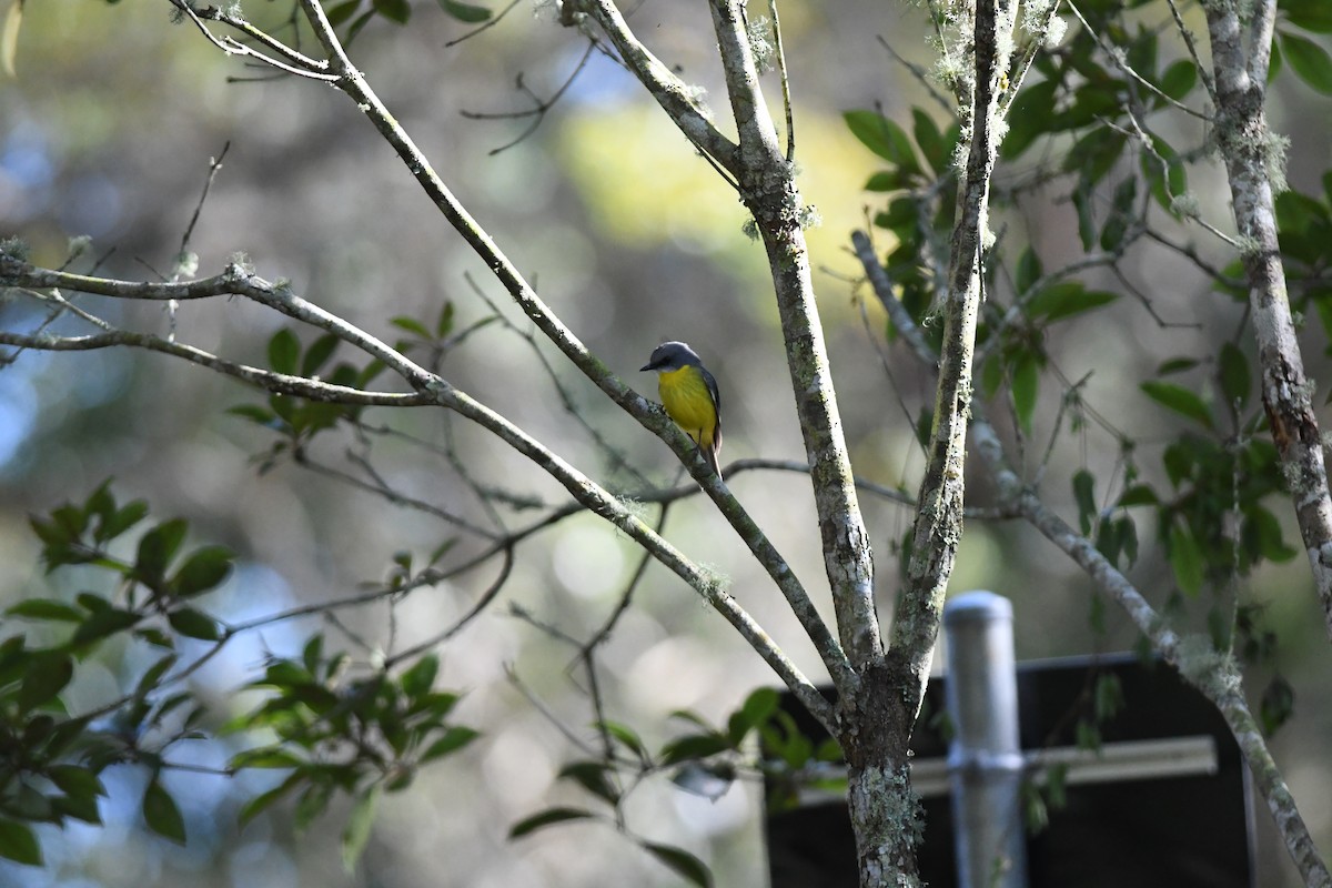 Doğulu Sarı Bülbül - ML645939967