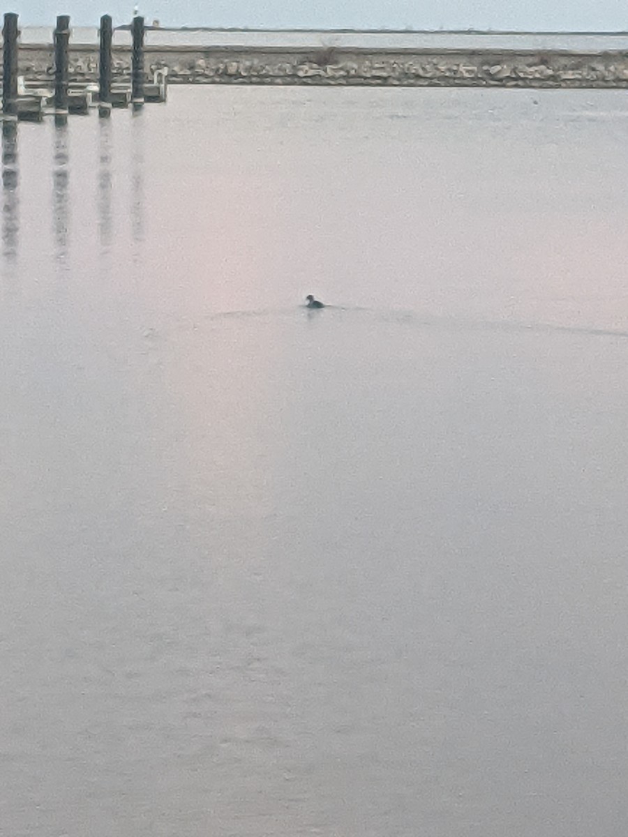 ミミカイツブリ - ML645939970