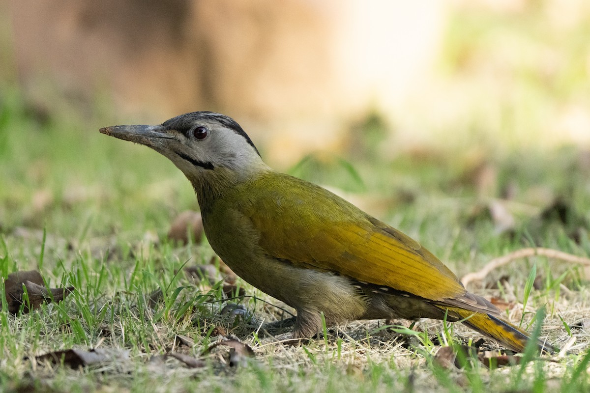 Pic cendré - ML645939981