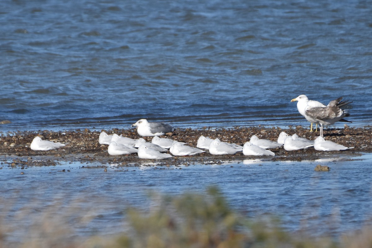 Audouin's Gull - ML645939988