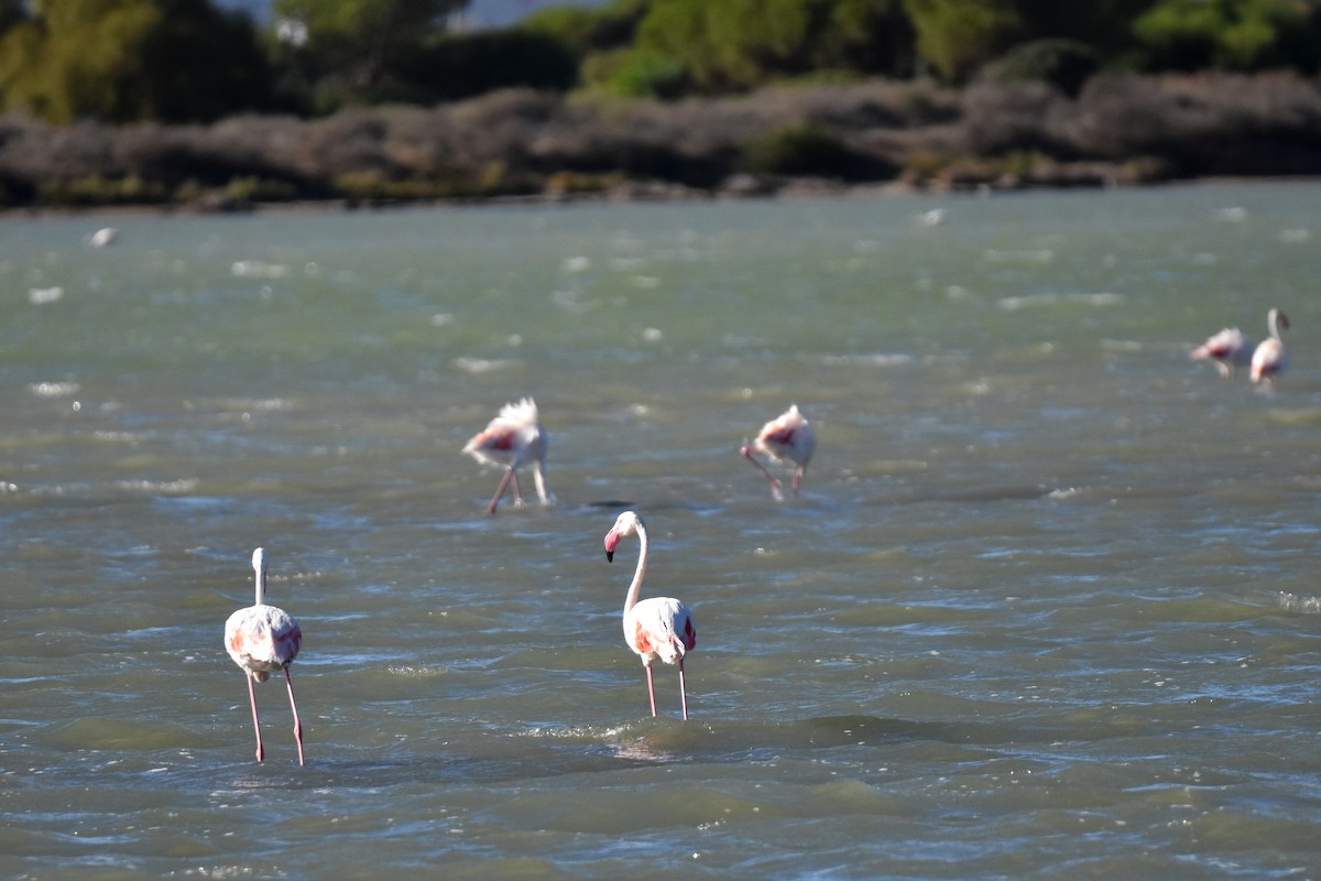 Greater Flamingo - ML645939989