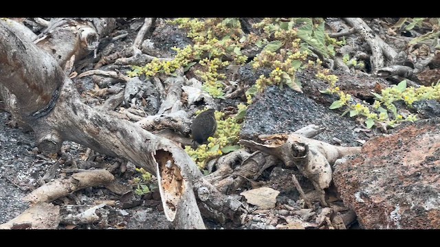 Хеновесский галапагосский вьюрок - ML645939998