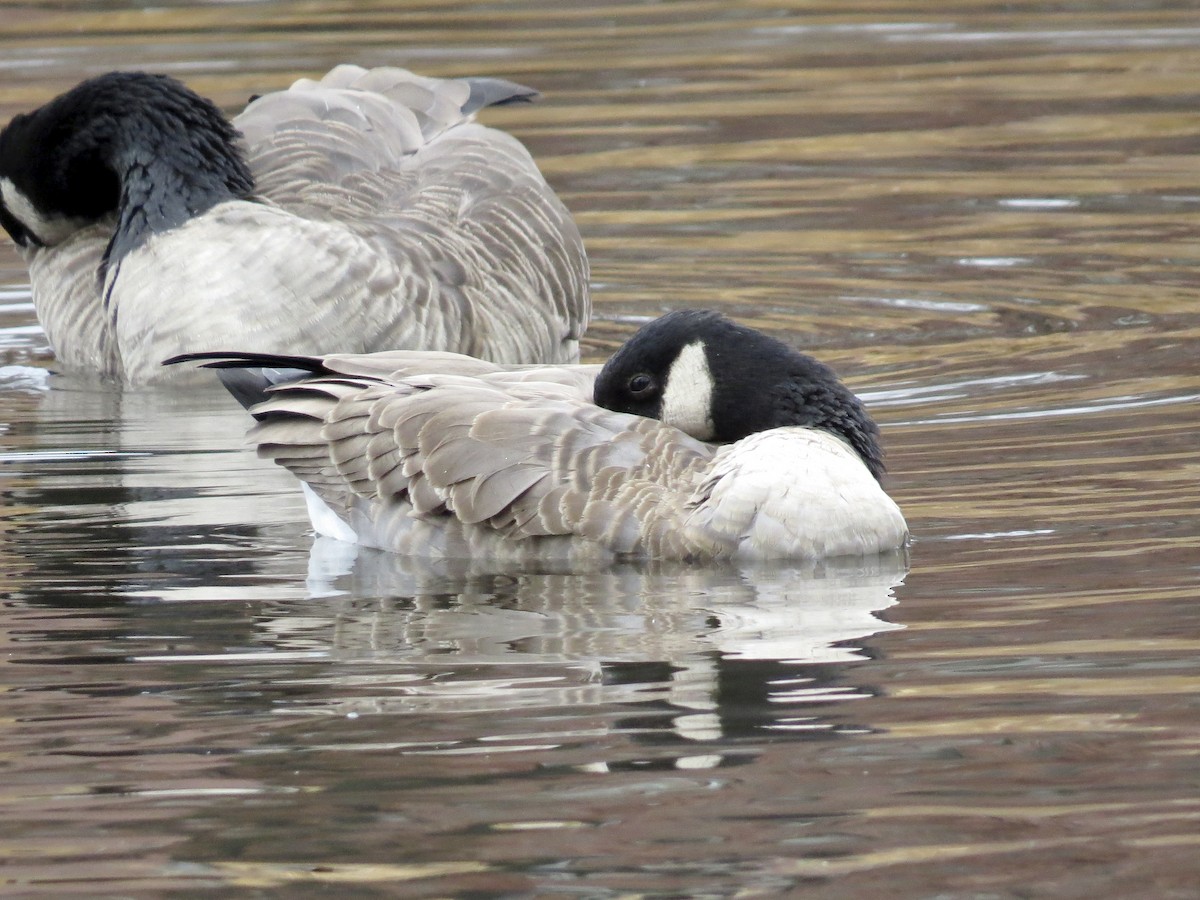 Cackling Goose (Richardson's) - ML645939999