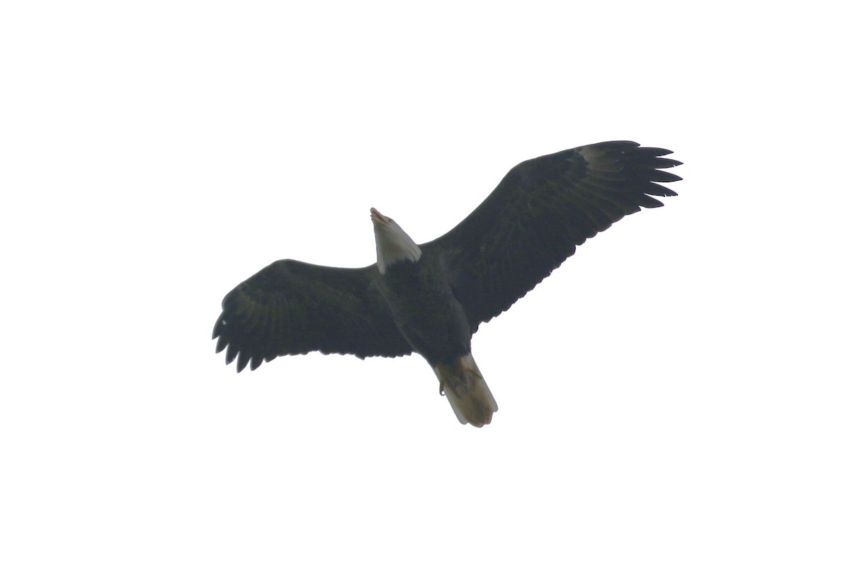 Bald Eagle - ML645940001