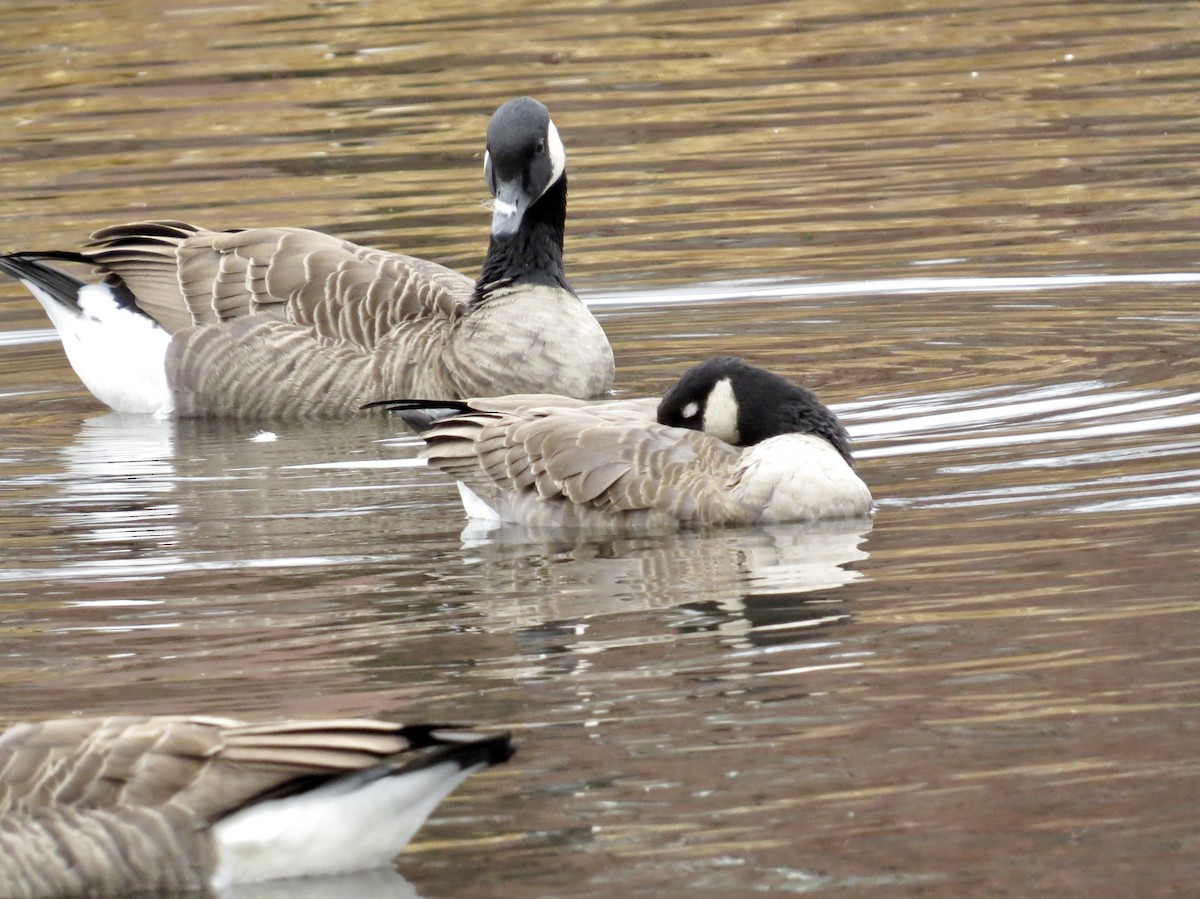 Cackling Goose (Richardson's) - ML645940002