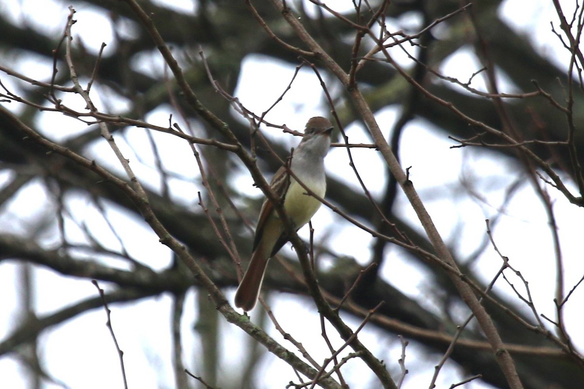 Ash-throated Flycatcher - ML645940004