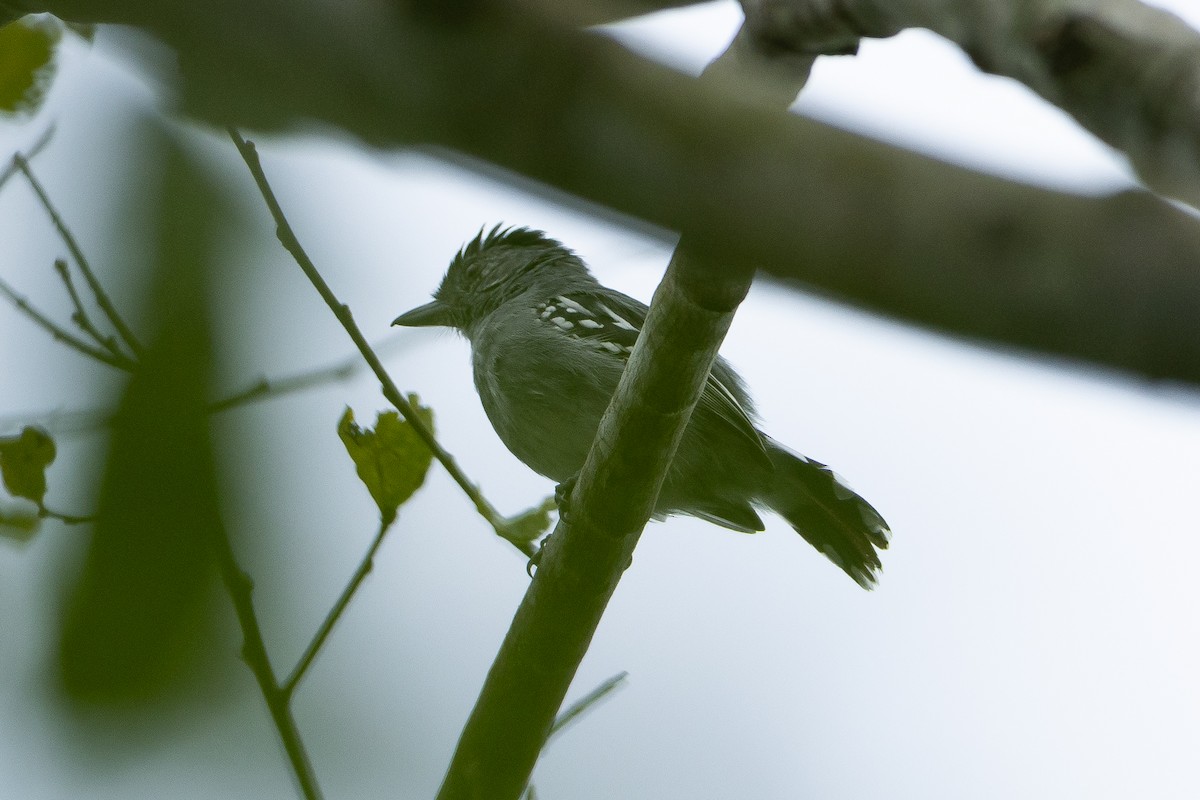 gråmaurvarsler - ML645940006