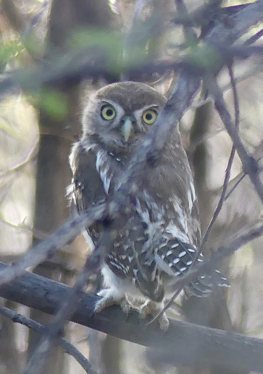 savanneugle - ML645940007