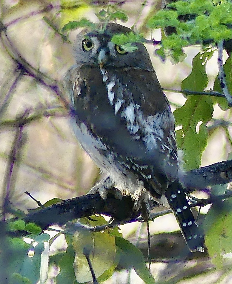 savanneugle - ML645940008