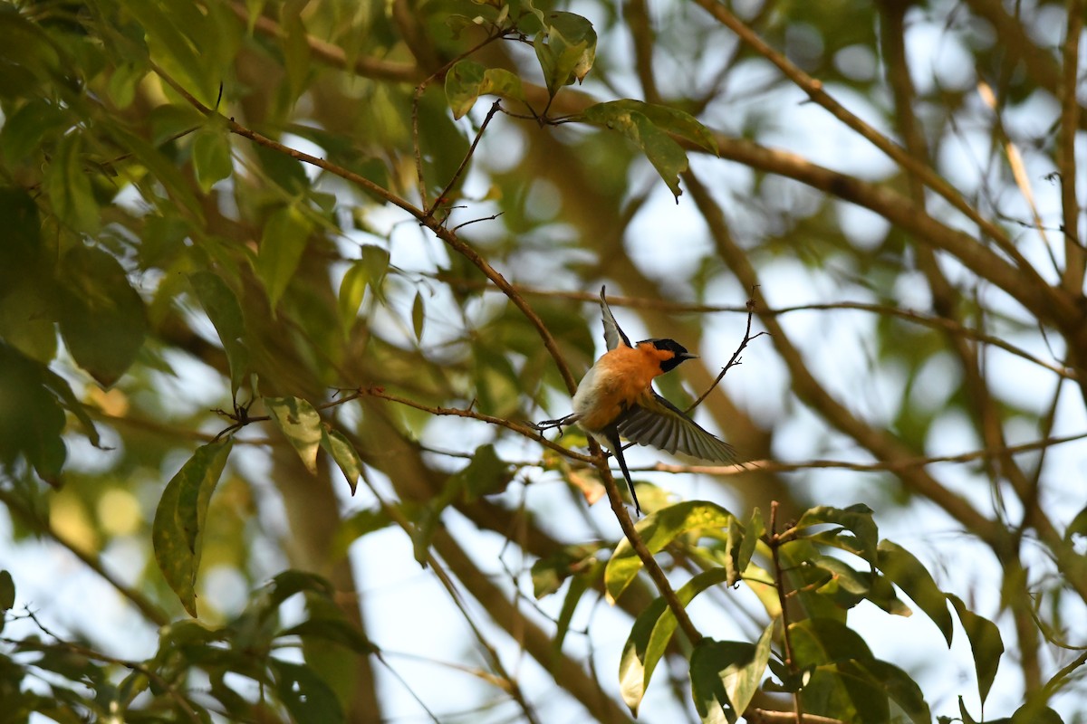 rødbrystmonark - ML645940009
