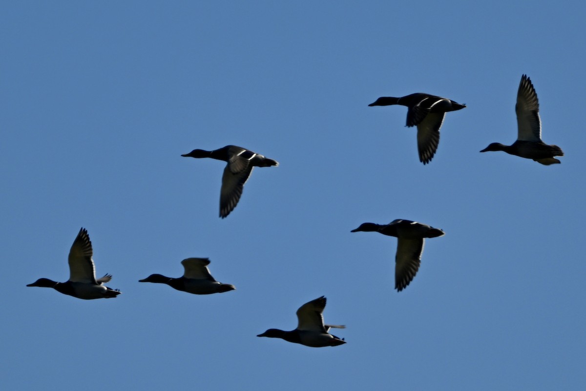 stokkand - ML645940010