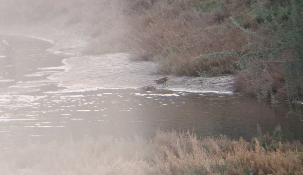 sivhøne - ML645940011