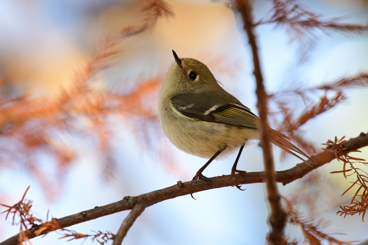 rubinfuglekonge - ML645940013