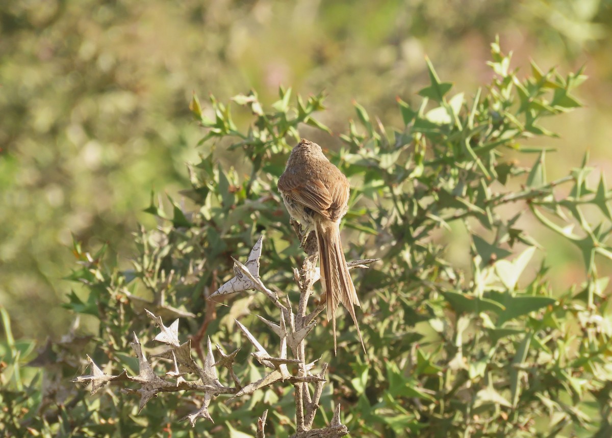 toppnålstjert - ML645940014