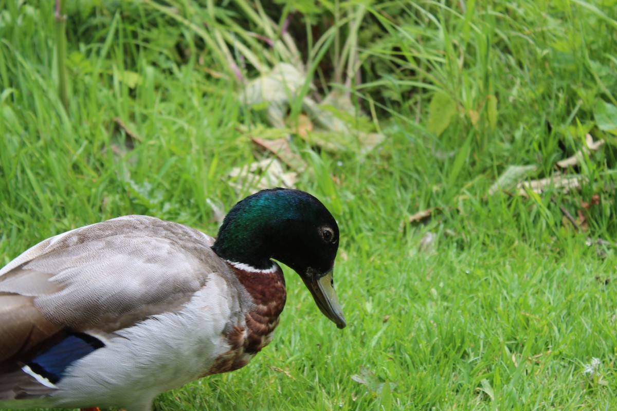 stokkand - ML645940015