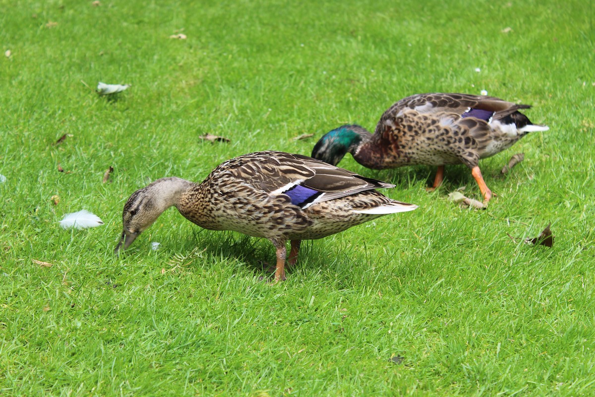 stokkand - ML645940016