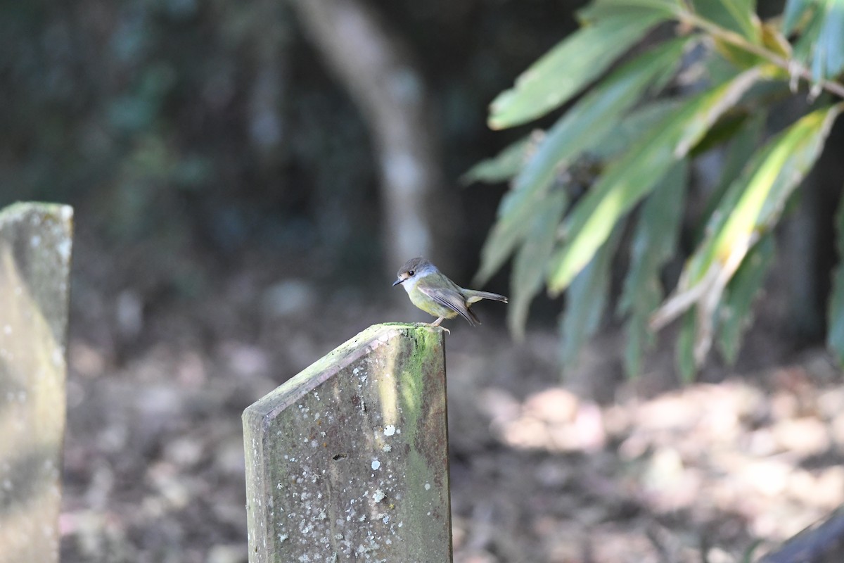 tøyleflueskvett - ML645940017