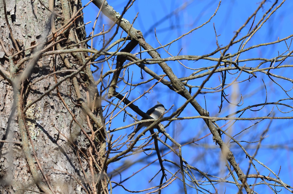 gråduskmeis - ML645940019