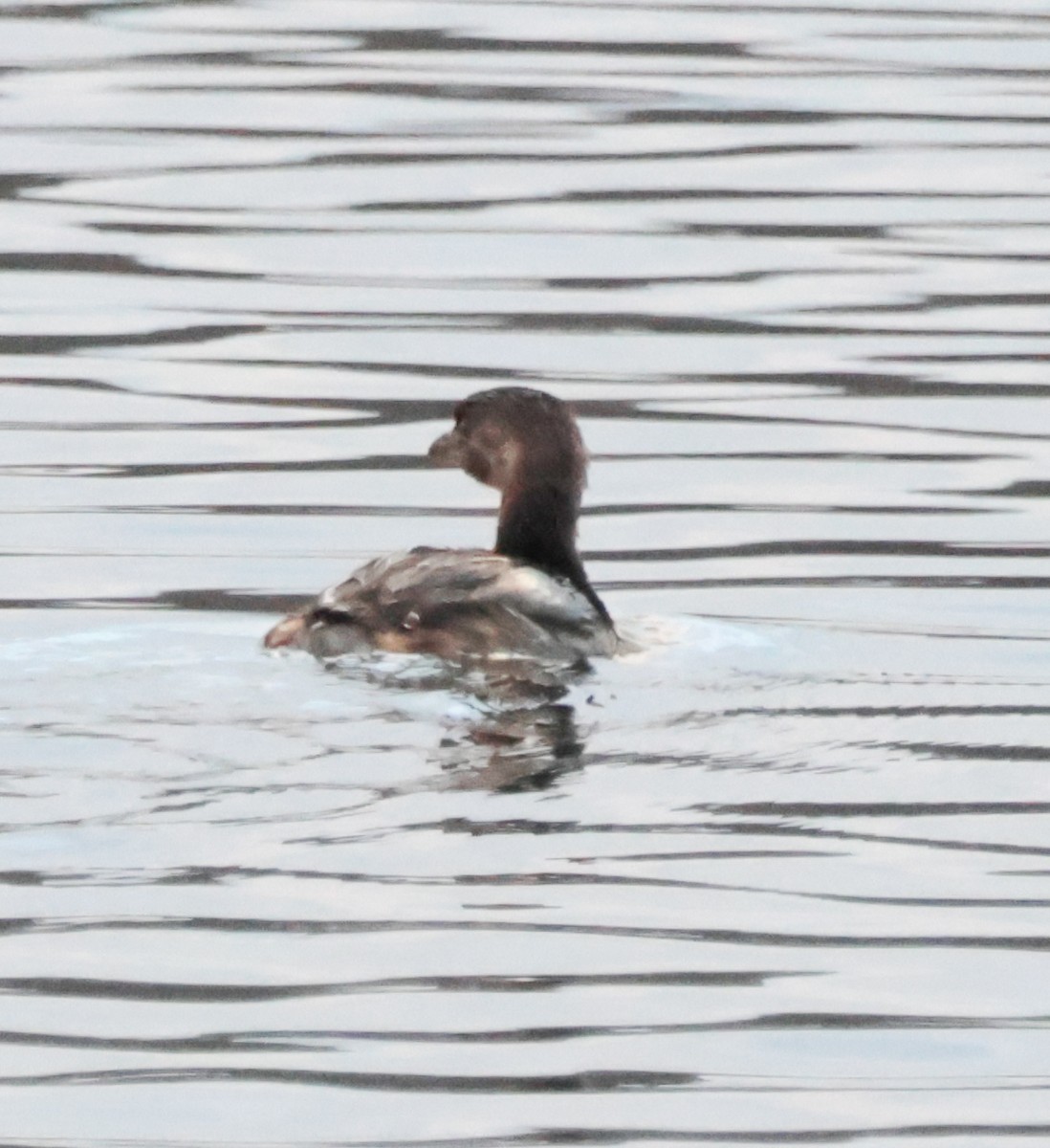 ringnebbdykker - ML645940020