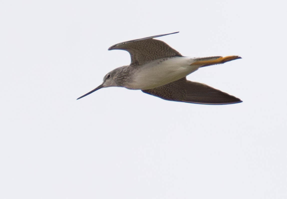 plystresnipe - ML645940023