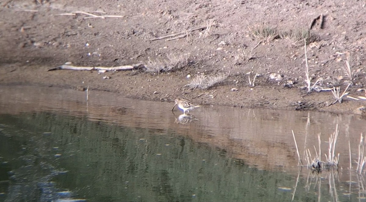 enkeltbekkasin - ML645940024