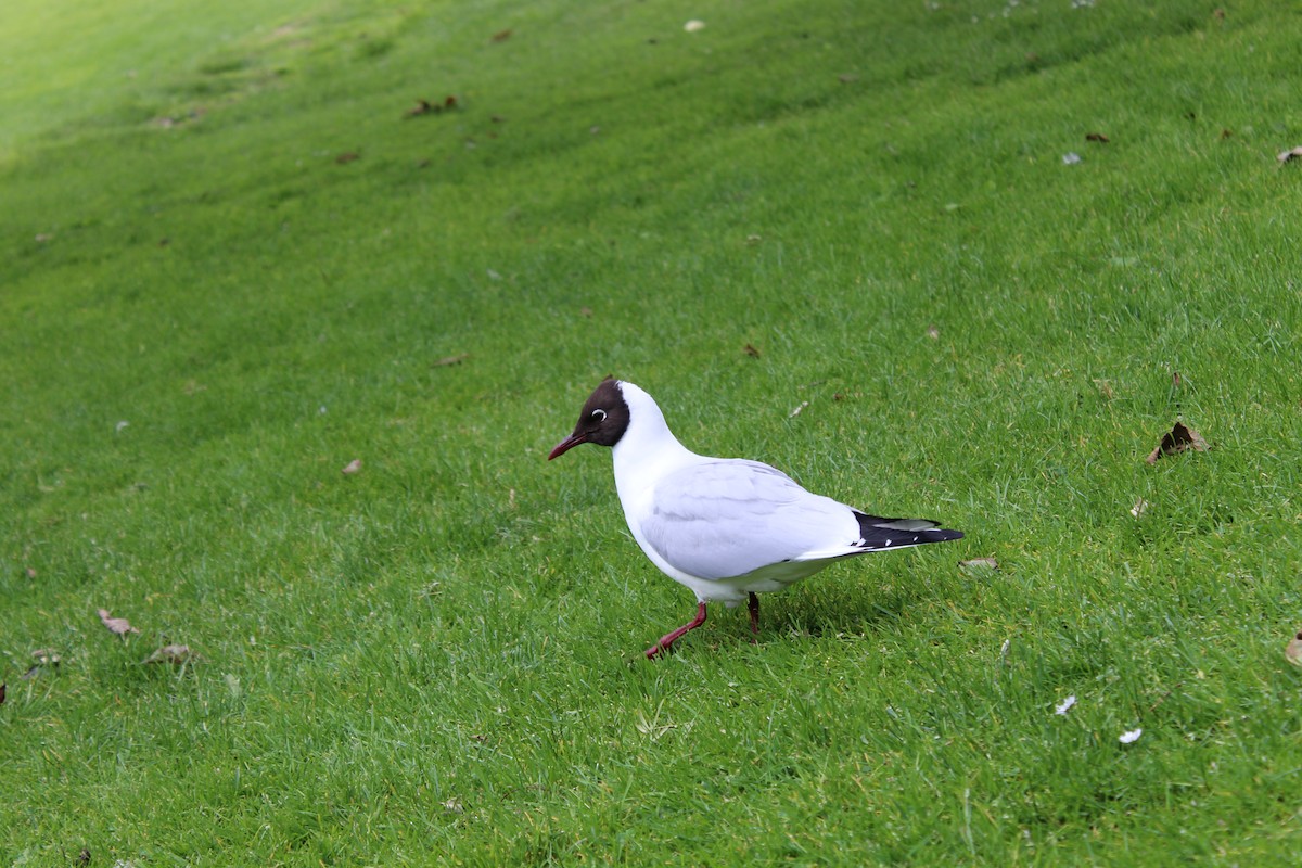 hettemåke - ML645940025