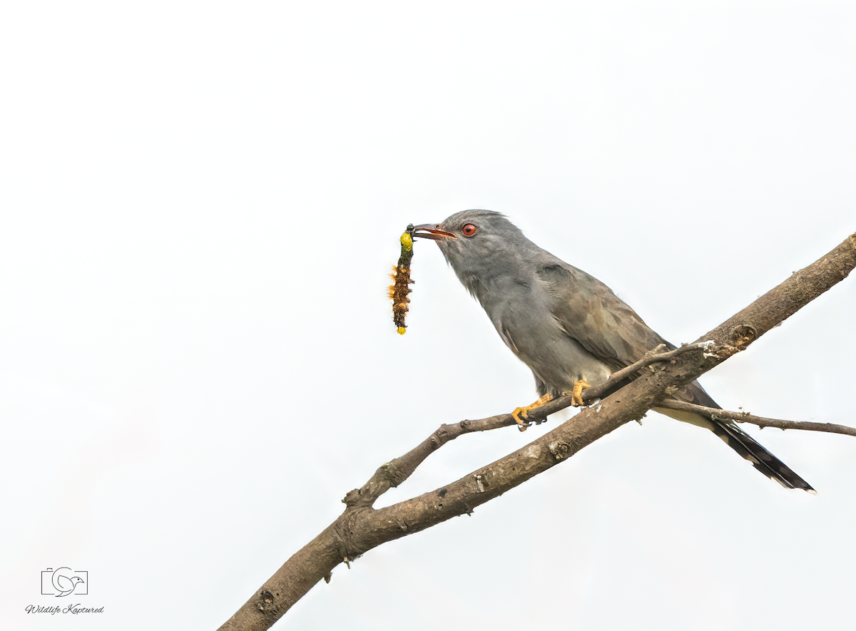 spurvegjøk - ML645940027