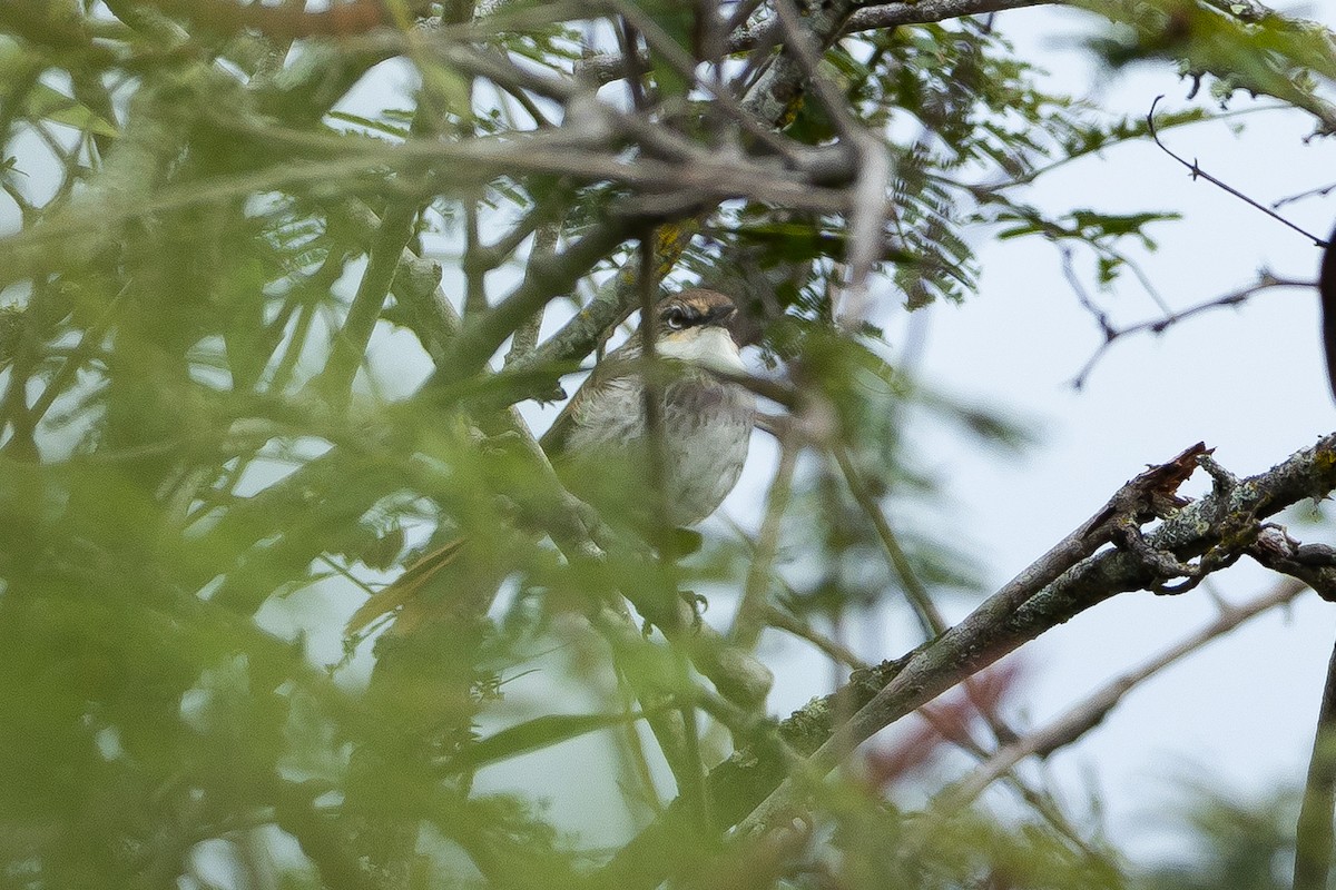 chinchipepiggstjert - ML645940029