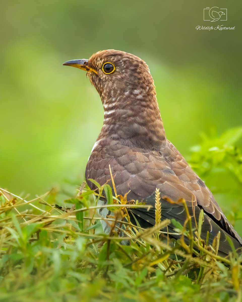 smågjøk - ML645940030