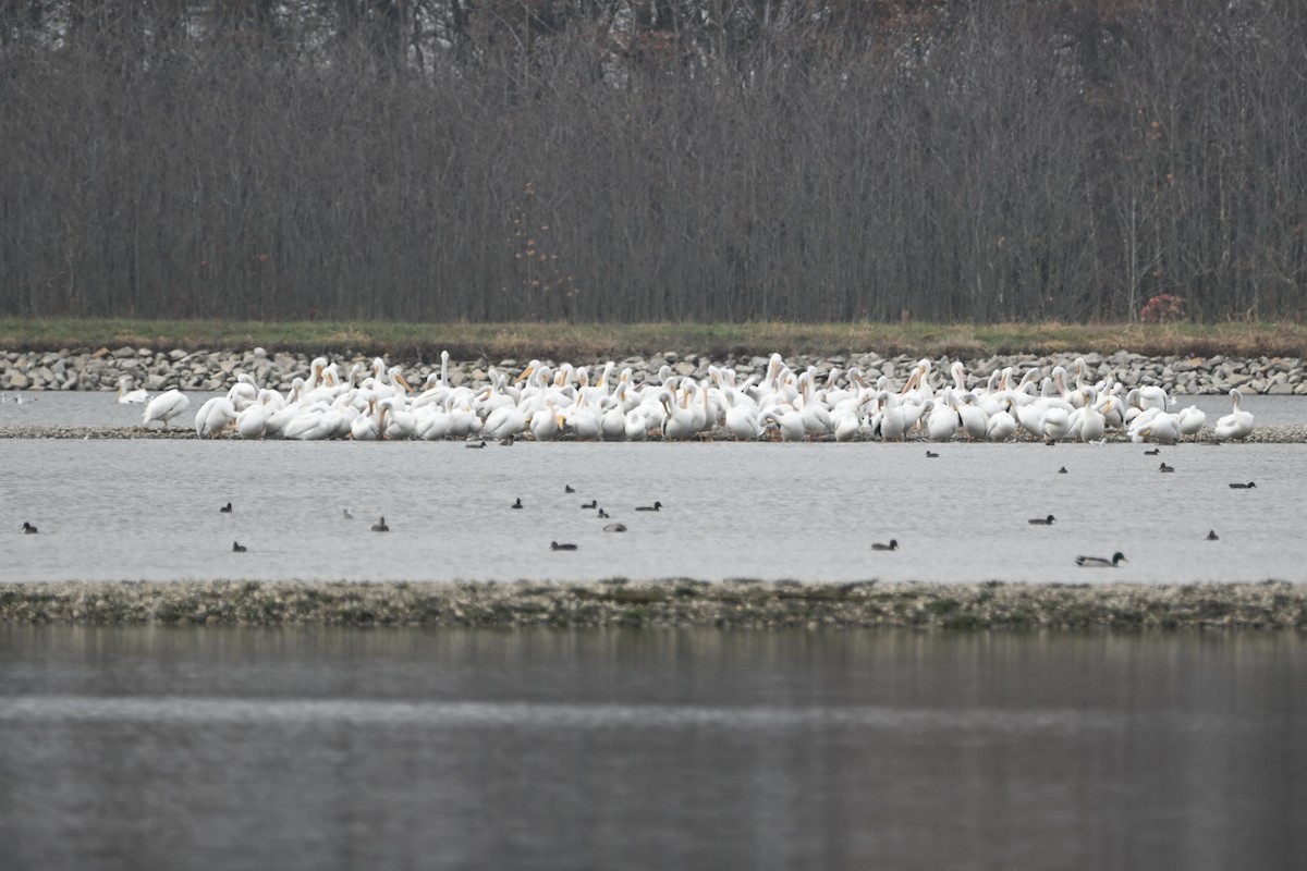 amerikapelikan - ML645940034