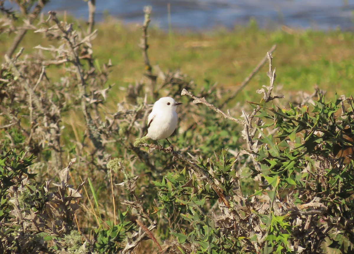 hvittyrann - ML645940035