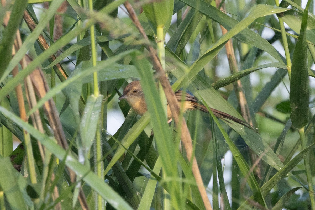 gråprinia - ML645940036