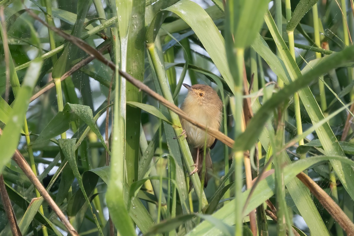 gråprinia - ML645940037